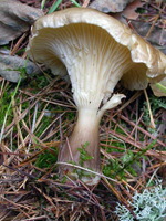 Clitocybe clavipes, the gills and the long taper of the stalk to the large clavate-bulbous base.
